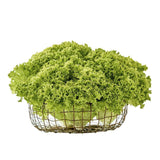 LECHUGA CRESPA VEGGIES 130G PET