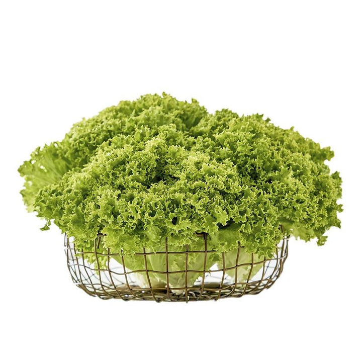 LECHUGA CRESPA VEGGIES 130G PET