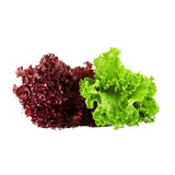 LECHUGA TROPICAL H 180G