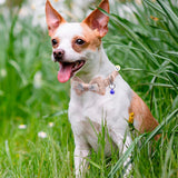 Collar Corbatín Con Cascabel Perros Gatos Correa Mascotas MAS44