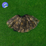 Tutú De Telaraña Niñas Falda Ballet Disfraz Halloween H-230