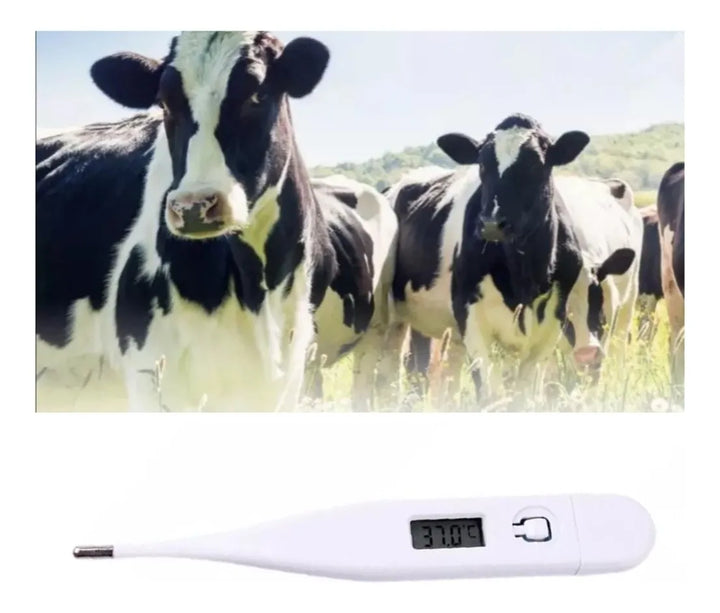 Termómetro Digital Electrónico Para Mascotas Perros Gatos