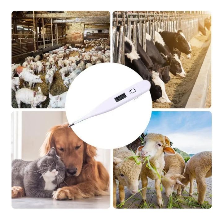 Termómetro Digital Electrónico Para Mascotas Perros Gatos