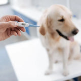 Termometro Digital Electronico Para Mascotas Perros Gatos