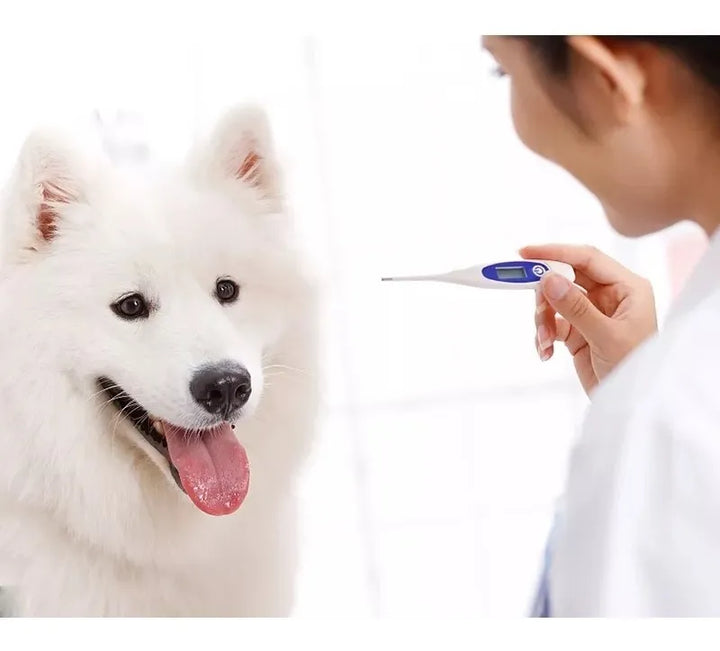 Termometro Digital Electronico Para Mascotas Perros Gatos