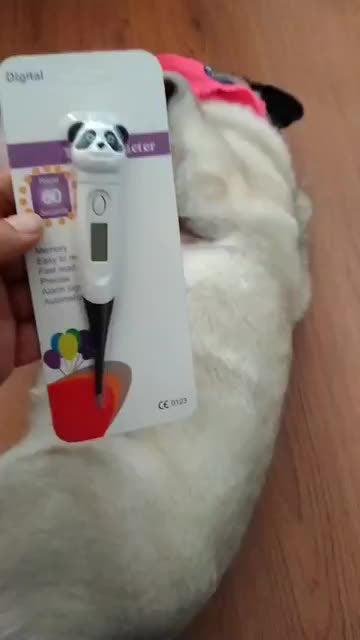 Termometro Digital Electronico Para Mascotas Perros Gatos