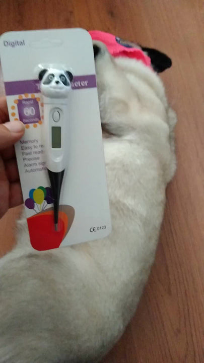 Termómetro Digital Electrónico Para Mascotas Perros Gatos